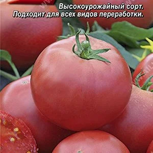 Томат Сытый папа: описание сорта помидоров, характеристики. Особенности ...