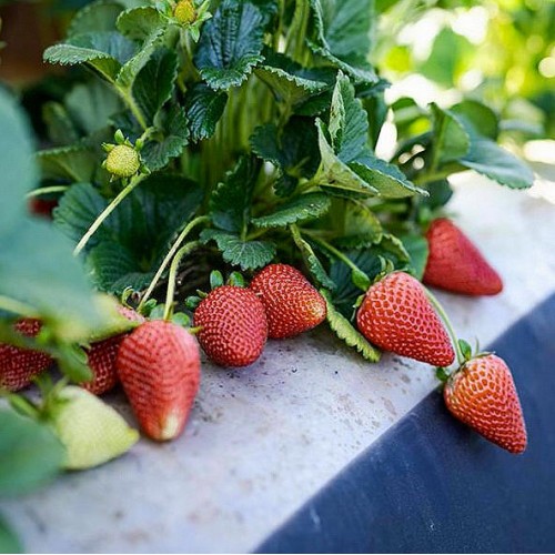 Клубника Валиант: описание и характеристики сорта садовой земляники ...