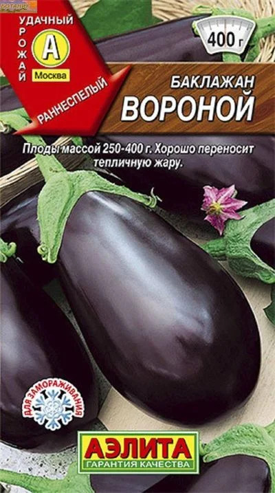 Баклажан Вороной: описание и характеристика сорта, агротехника ...