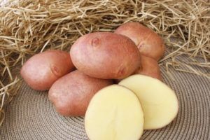 Картофель Взрывной: описание и характеристики, особенности посадки и ...