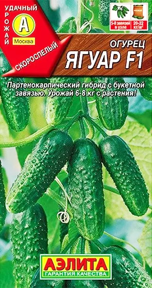 Огурец Ягуар: описание и характеристики сорта, правила посадки и ...