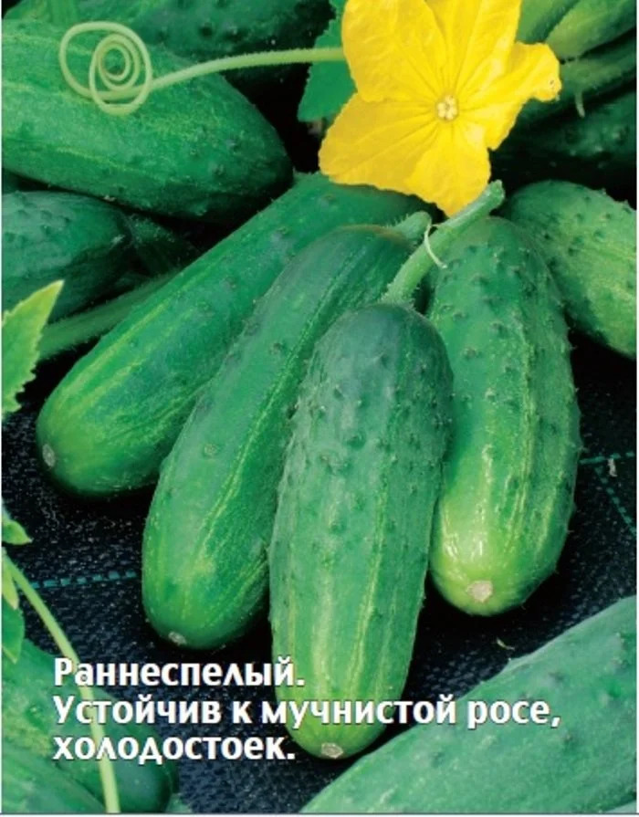 Огурец Ямал: описание и характеристики сорта, правила посадки и ...