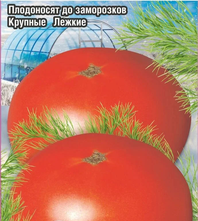 Томат Зимние: описание сорта помидоров, характеристики. Особенности ...