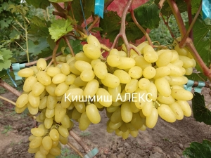 Виноград Алекс: описание и характеристики сорта, особенности ухода и ...