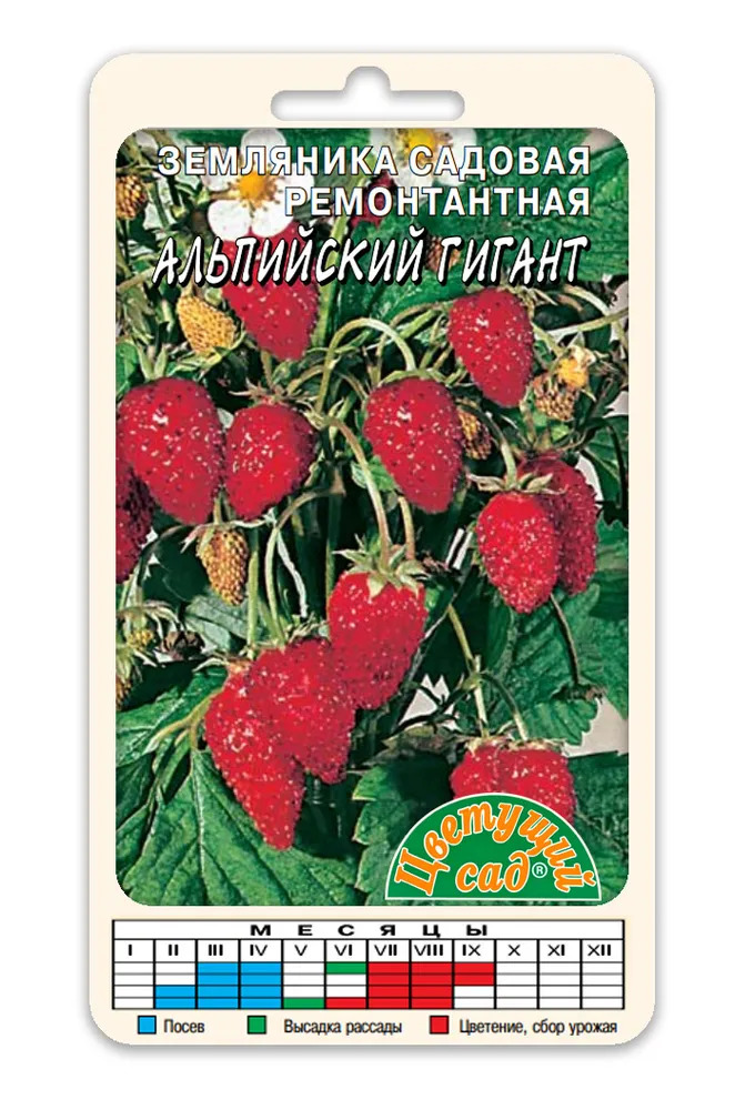 Клубника Альпийский гигант: описание и характеристики сорта садовой ...