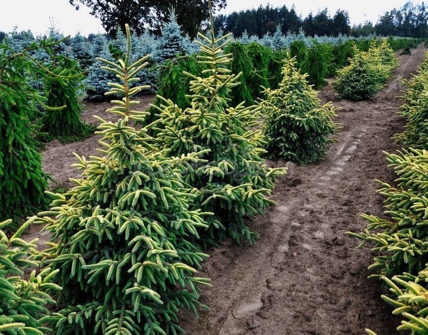 Ель чёрная Ауреа (Picea mariana Aurea): описание сорта, характеристики ...