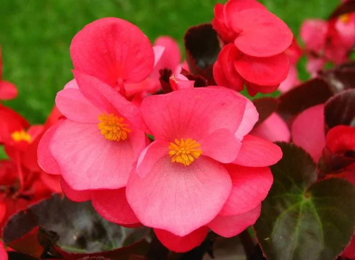 Бегония Бада Бинг Роуз: описание сорта, характеристики, особенности ...