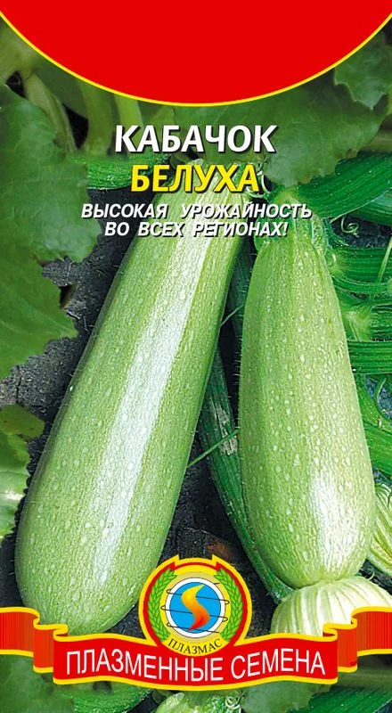 Кабачок Белуха: описание и характеристики сорта, особенности посадки и ...
