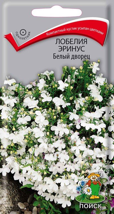 Лобелия Белый дворец: описание сорта, характеристики, тонкости посадки ...