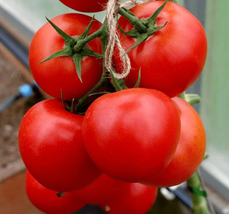 Гибриды томатов для открытого грунта. Томат софа f1. Томат Барика f1. Томат фамилия f1. Партнер томат софа f1.