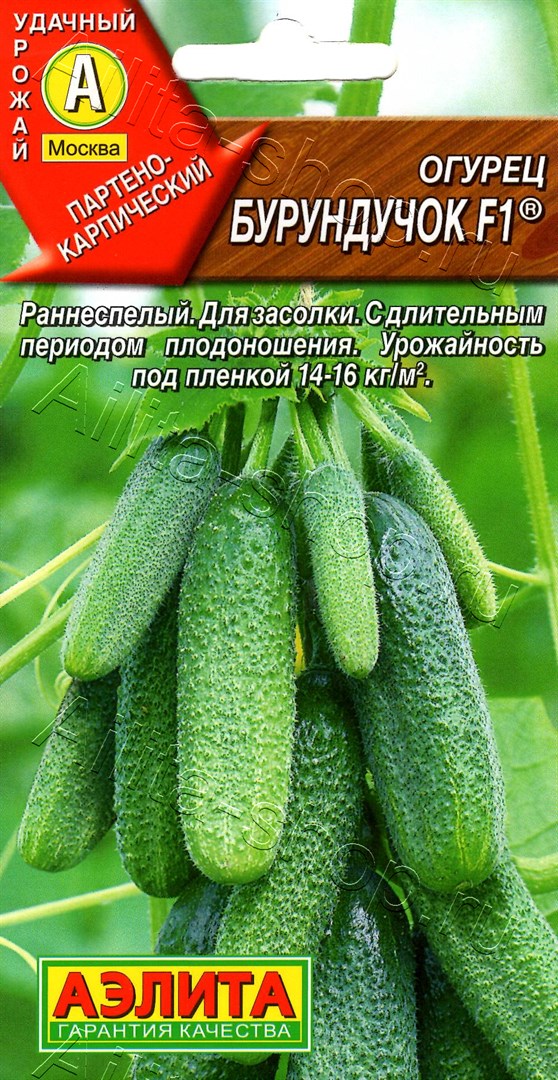 Огурец Бурундучок: описание и характеристики сорта, правила посадки и ...
