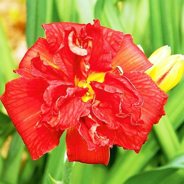 Лилейник Дабл Файркрекер: особенности и характеристика сорта, тонкости ...