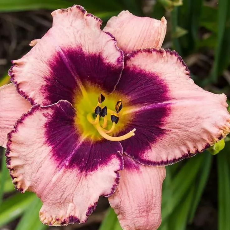 Лилейник Даринг Десепшн: особенности и характеристика сорта, тонкости ...