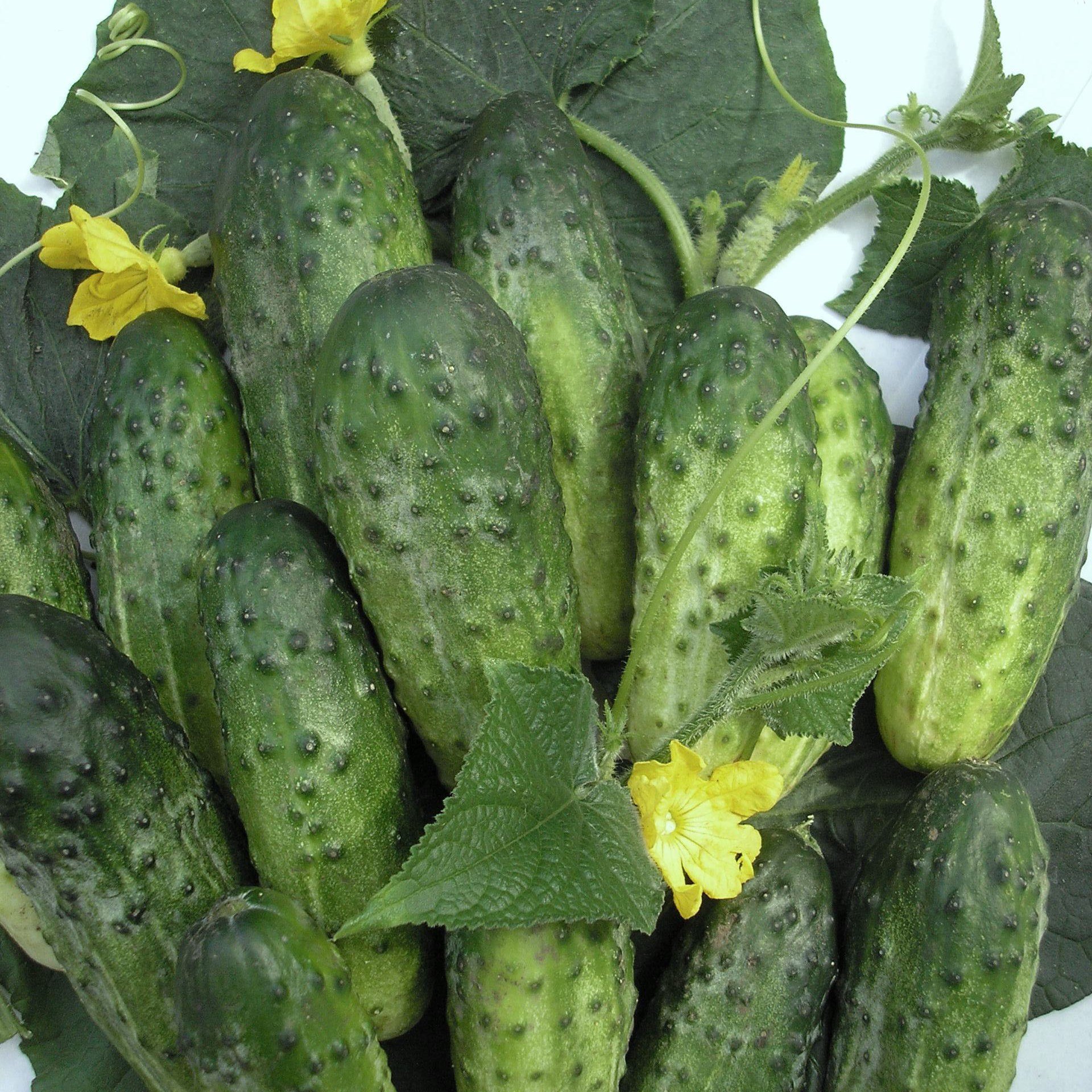 Огурец Дебют: описание и характеристики сорта, правила посадки и ...