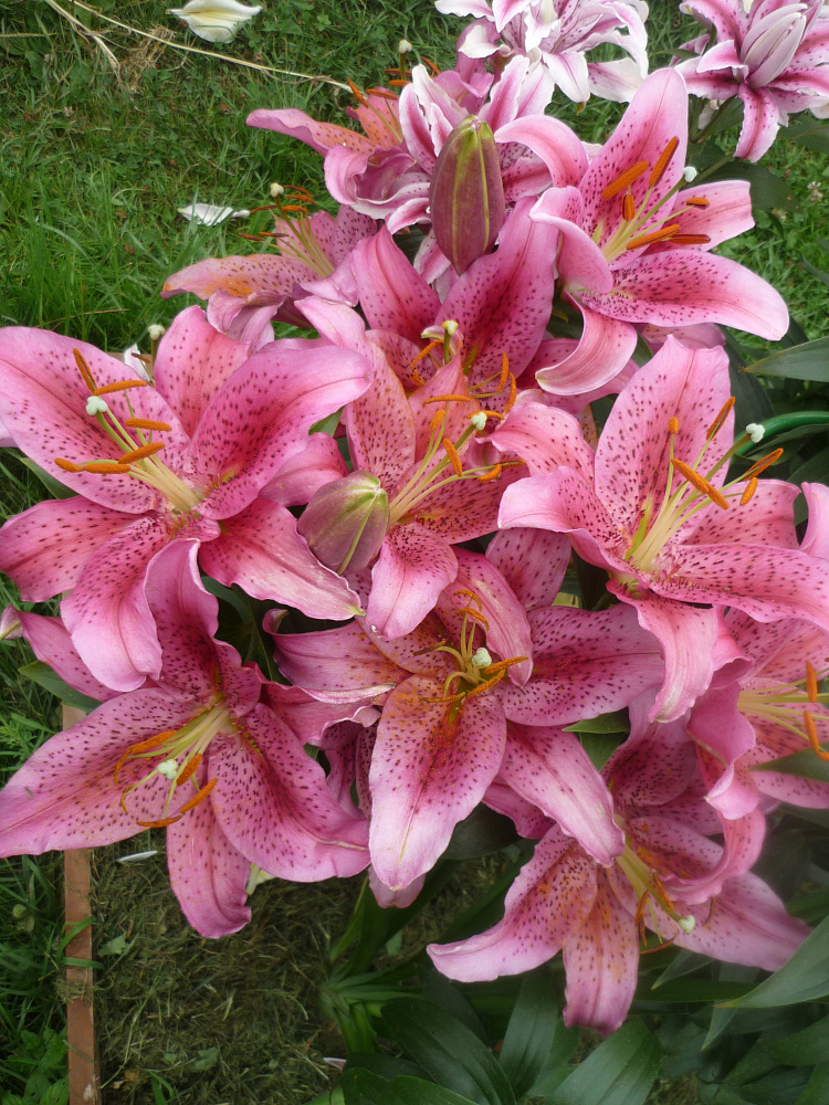 Лилия Динамит: описание и характеристики сорта, особенности посадки и ...