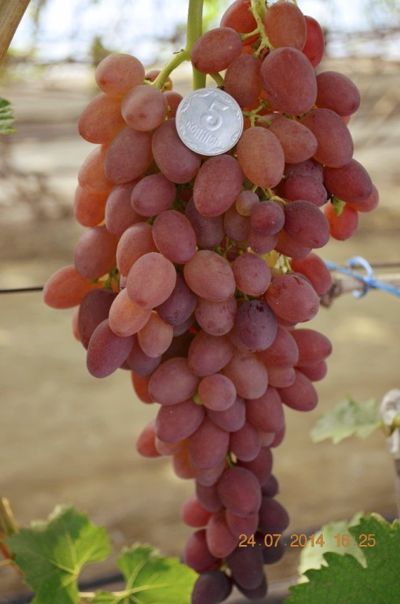 Виноград Джин: описание и характеристики сорта, особенности ухода и ...