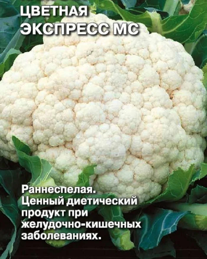 Капуста цветная Экспресс МС: особенности и характеристики сорта ...