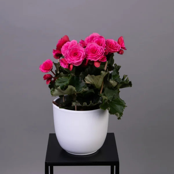 Бегония Элатиор Берсеба: описание сорта, характеристики, особенности ...