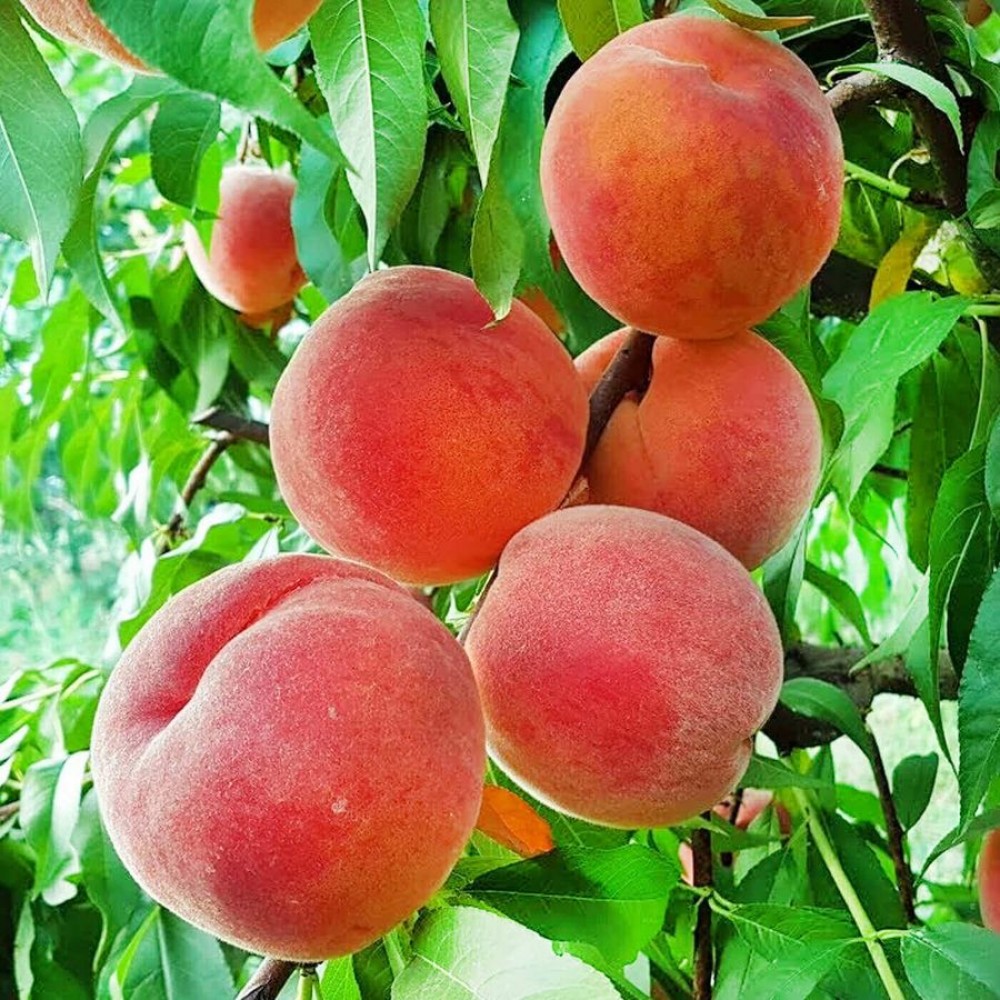 Персик Эрли Ред: особенности и характеристики сорта, правила посадки ...