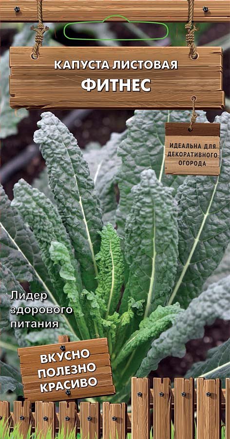 Капуста листовая Фитнес: описание и характеристики сорта, особенности ...