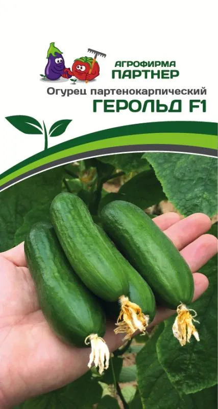Огурец Герольд: описание и характеристики сорта, правила посадки и ...