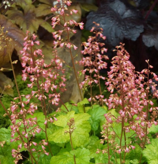 Гейхера Грин Ти: описание сорта, характеристики, агротехника посадки и ...