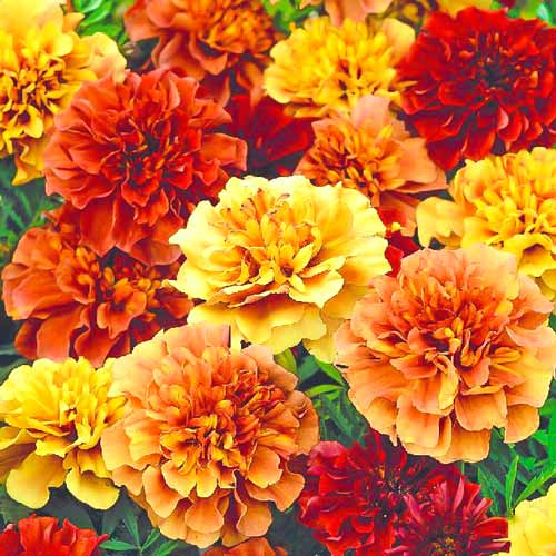 Бархатцы Хамелеон розовый: описание и характеристики сорта бархоток ...