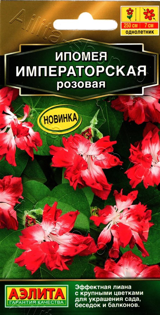 Ипомея Императорская розовая: описание и характеристики сорта, правила ...