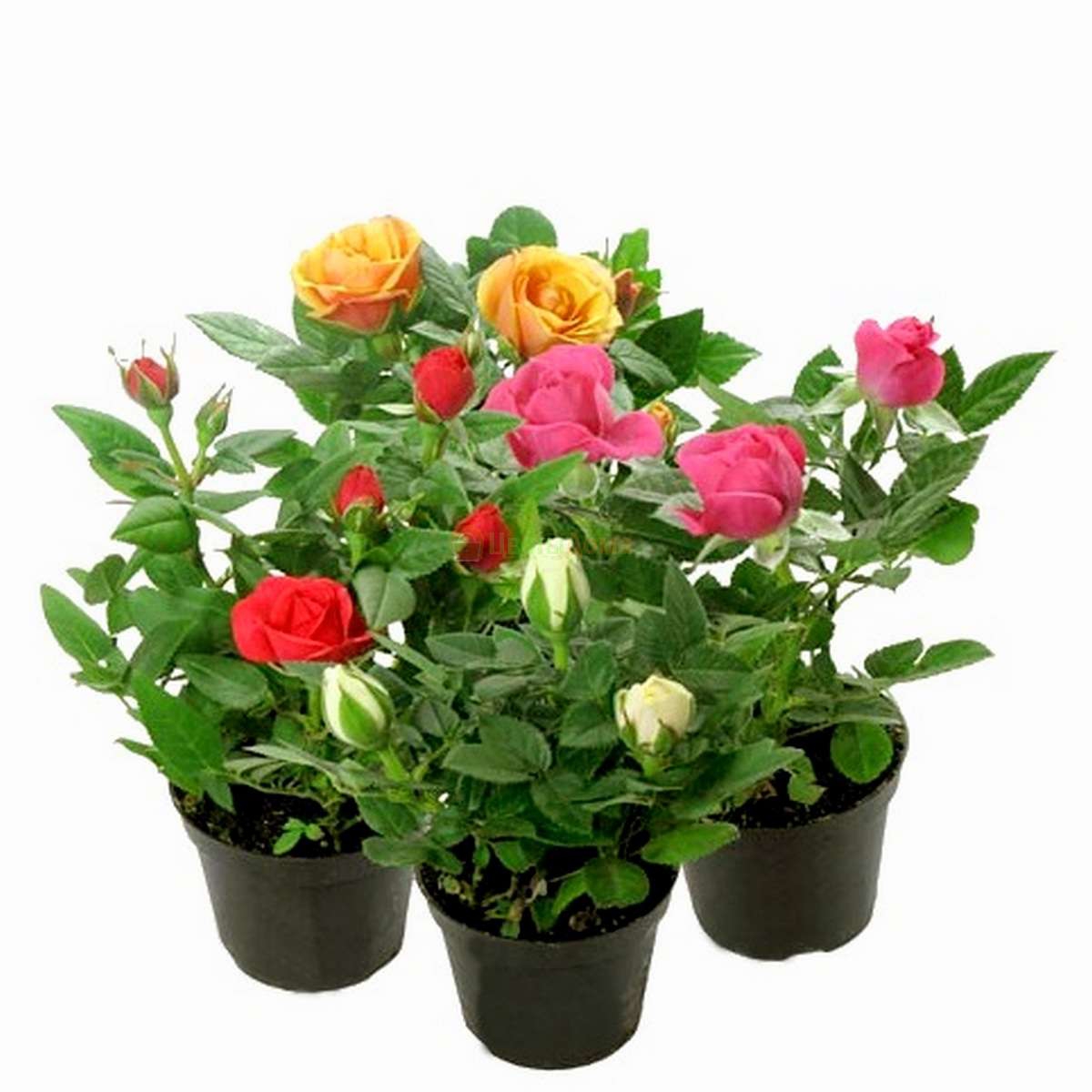 Роза Кордана Микс: особенности и характеристика сорта, правила посадки ...