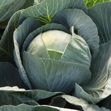 Капуста Лексикон: описание и характеристики сорта, особенности ...