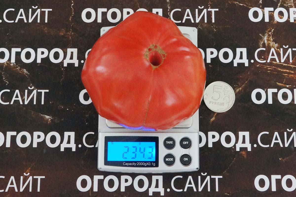 Томат Ливанские Горы: описание сорта помидоров, характеристики ...