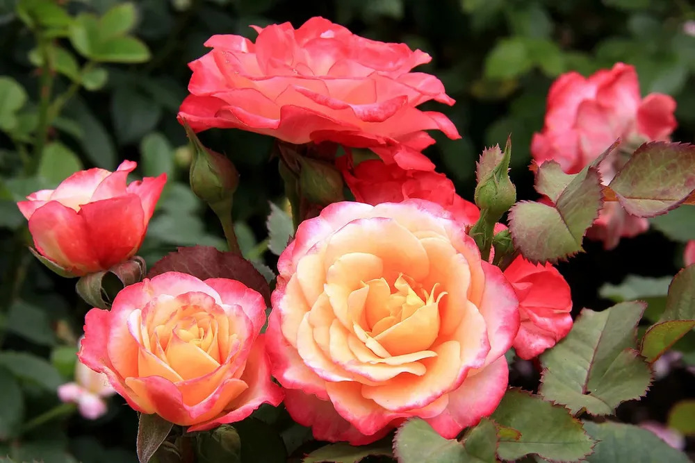 Роза Марсель эн Флерс: особенности и характеристика сорта, правила ...