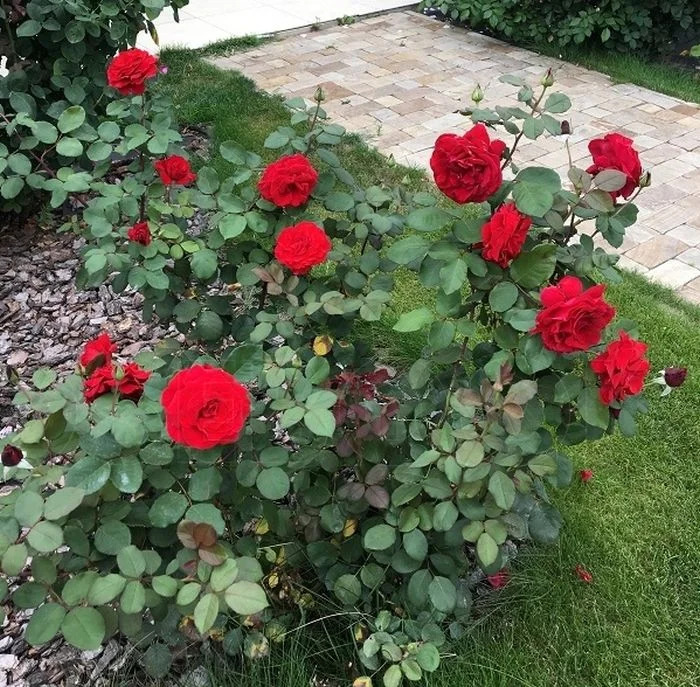 Роза Марсель Паньоль: особенности и характеристика сорта, правила ...