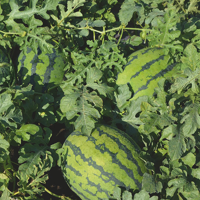 Арбуз Один F1: особенности сорта, характеристика плодов, агротехника ...