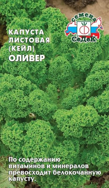 Капуста листовая Оливер: описание и характеристики сорта, особенности ...