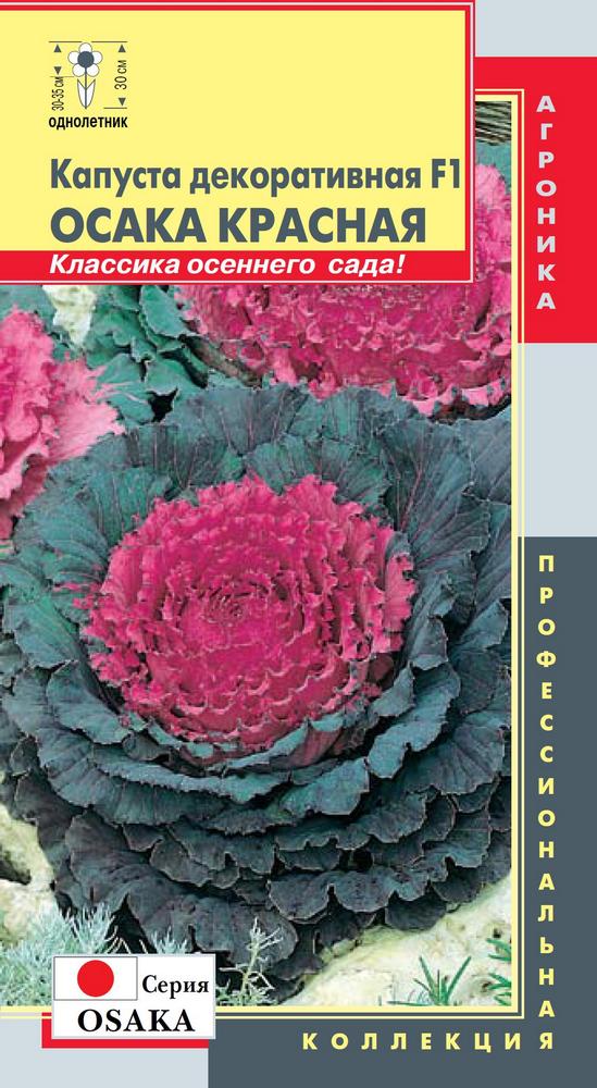 Капуста декоративная Осака красная: описание и характеристики сорта ...