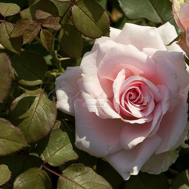 Роза Отель Савой: особенности и характеристика сорта, правила посадки ...