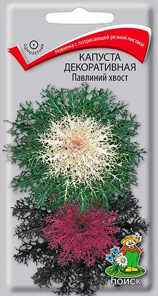 Капуста декоративная Павлиний хвост: описание и характеристики сорта ...