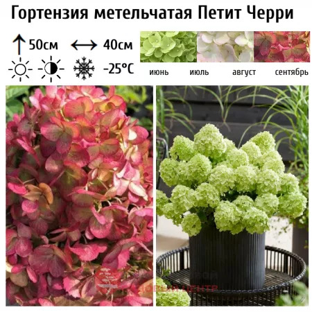 Гортензия Петит Черри: особенности и характеристика сорта, правила ...