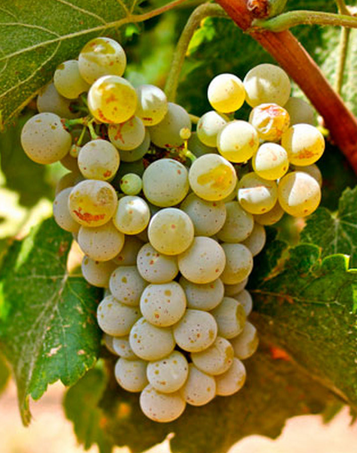 Виноград Семильон: описание и характеристики сорта, особенности ухода и ...