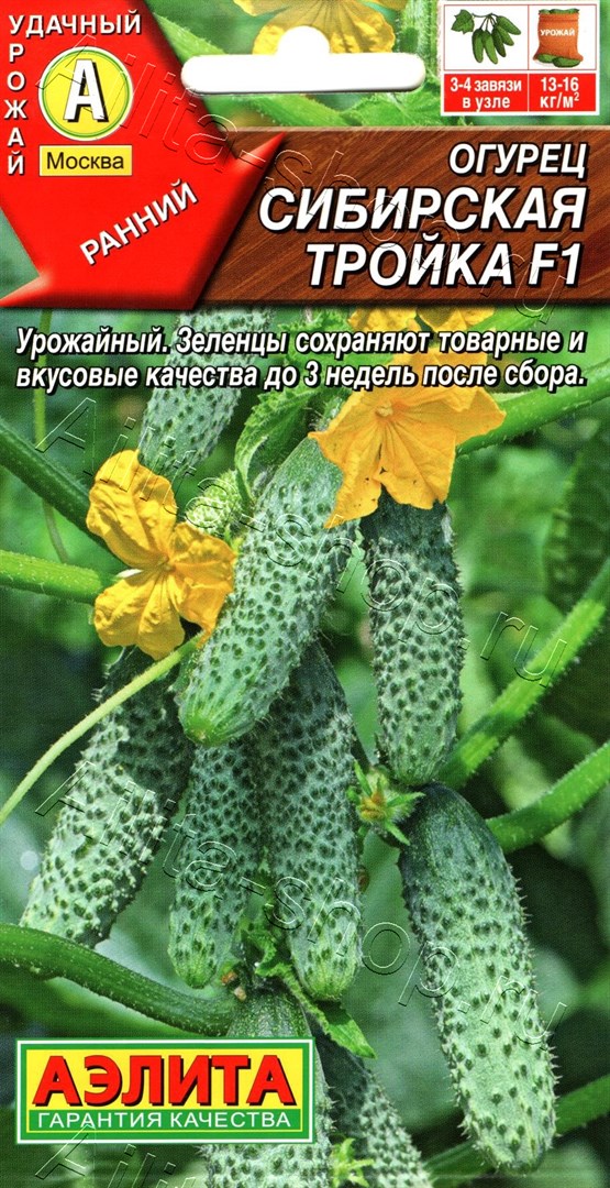 Огурец Сибирская тройка: описание и характеристики сорта, правила ...