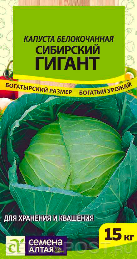 Капуста Сибирский гигант: описание и характеристики сорта, особенности ...