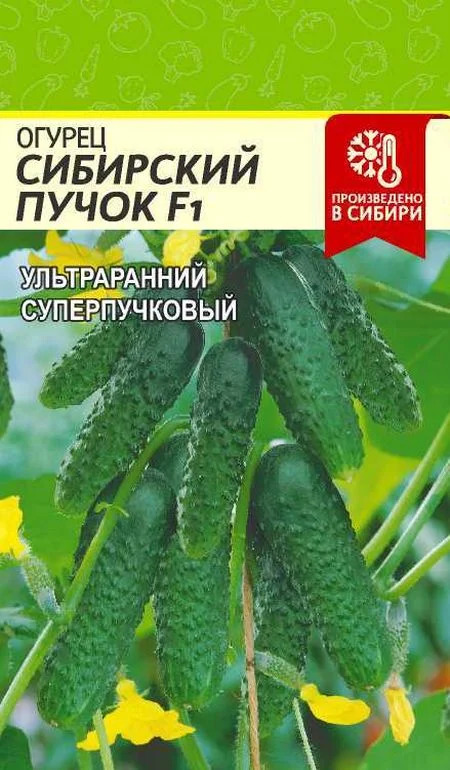 Огурец Сибирский пучок: описание и характеристики сорта, правила ...