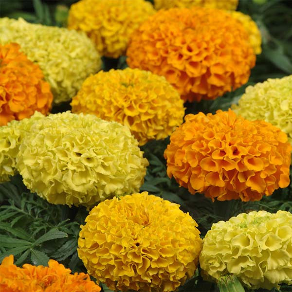 Бархатцы Сиерра (смесь окрасок): описание и характеристики сорта ...