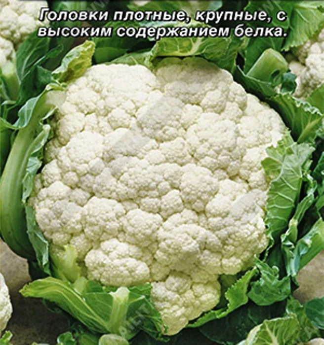 Капуста цветная Снежана: особенности и характеристики сорта ...