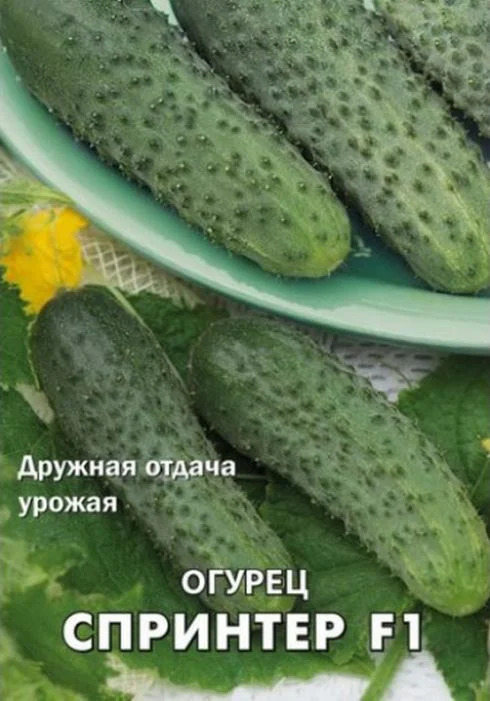 Огурец Спринтер: описание и характеристики сорта, правила посадки и ...