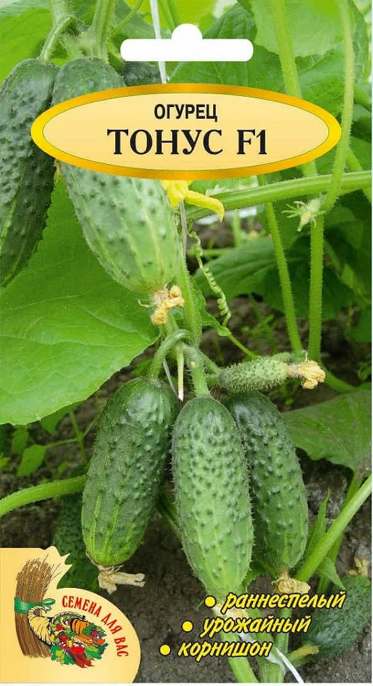Огурец Тонус: описание и характеристики сорта, правила посадки и ...