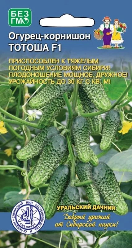 Огурец Тотоша: описание и характеристики сорта, правила посадки и ...