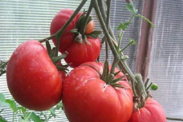 Томат Жар: описание сорта помидоров, характеристики. Особенности ...