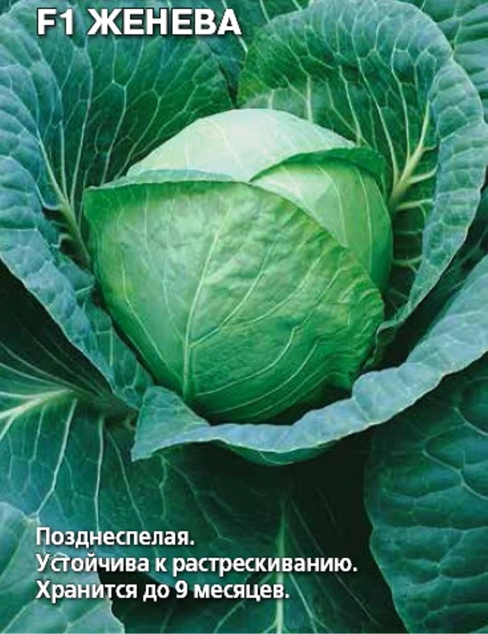 Капуста Женева: описание и характеристики сорта, особенности ...